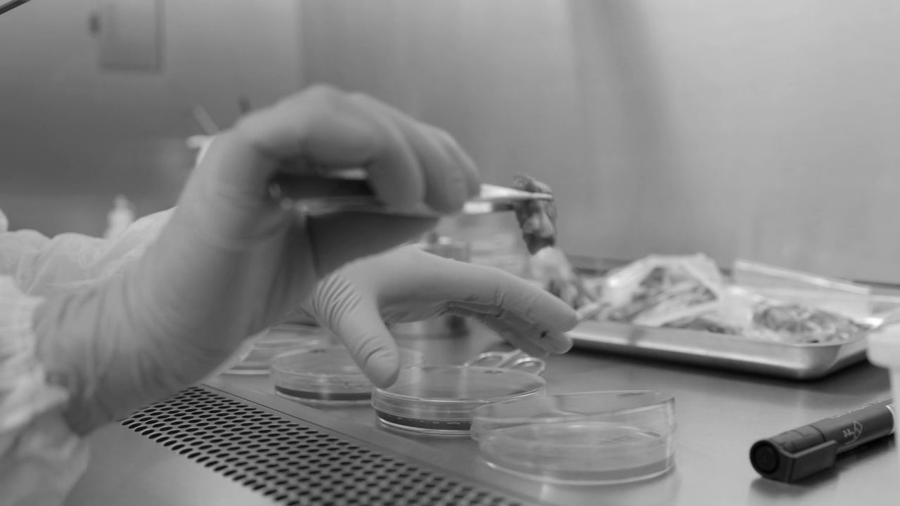 Gloved hands handling culture dishes inside a biosafety cabinet
